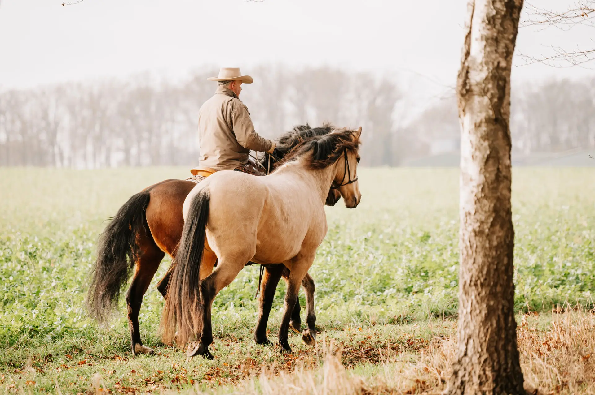 139 – DSC_9239 Andreas Wagner reitet auf einem Pferd mit Begleitpferd auf dem Reginenhof – Western-Reitweise auf dem Feld
